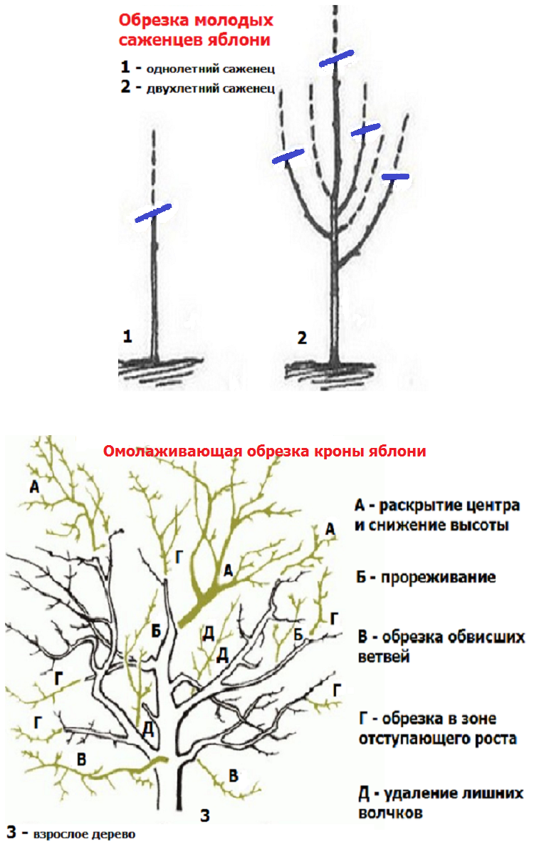 Guide de taille des pommiers pour débutants