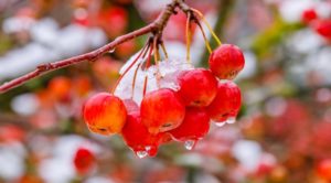 Pommier Sakhaline Pendula : caractéristiques de la variété et entretien