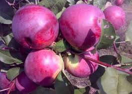 Pommier Bryanskoye : caractéristiques de la variété et entretien