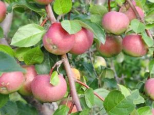 Pommier Wem rose : caractéristiques de la variété et entretien