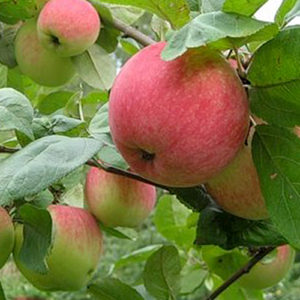 Pommier Stella : caractéristiques de la variété et entretien