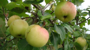 Pommier ‘Zelenka’ juteux : caractéristiques de la variété et entretien