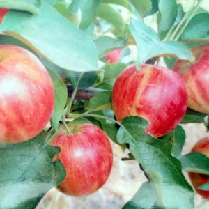 Pommier Aborigen : caractéristiques de la variété et entretien