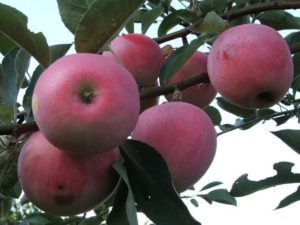 Pommier Russian Beauty : Variété, caractéristiques et entretien