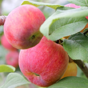 La beauté du pommier de jardin : caractéristiques de la variété et entretien