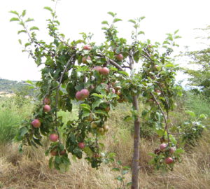 La beauté du pommier de jardin : caractéristiques de la variété et entretien