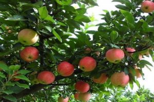 Pommier Winter Beauty : variété et conseils d’entretien