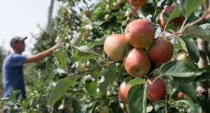 Le pommier Moscow Beauty : caractéristiques de la variété et entretien