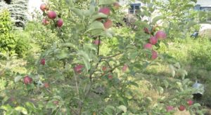 Pommier de Genève : caractéristiques de la variété et entretien