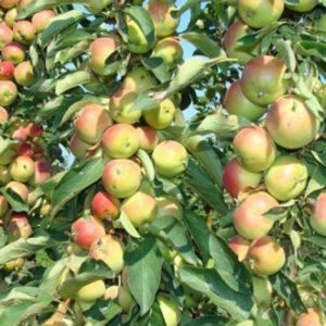 Pommier Green Noise : Variété, caractéristiques et entretien