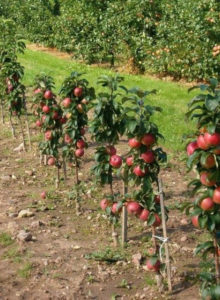 Pommier Cascade : caractéristiques de la variété et entretien