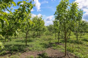 Pommier Stella : caractéristiques de la variété et entretien