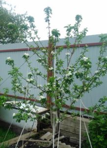 Pommier Aborigen : caractéristiques de la variété et entretien