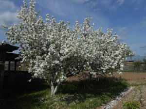 Pommier Vinnoye : caractéristiques de la variété et entretien