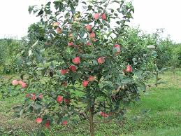 Pommier Russian Beauty : Variété, caractéristiques et entretien