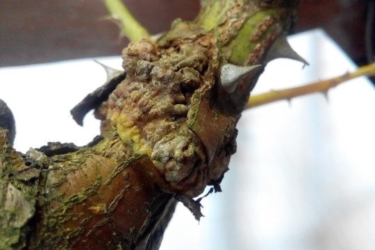 Restauration de l'écorce endommagée d'un pommier : comment traiter les plaies mécaniques et infectieuses