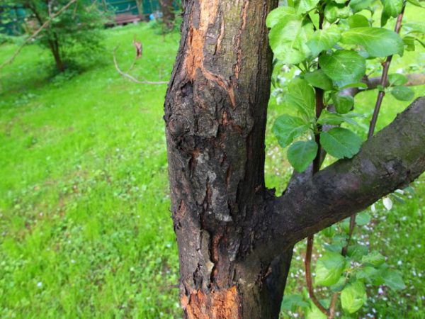 Restauration de l'écorce endommagée d'un pommier : comment traiter les plaies mécaniques et infectieuses