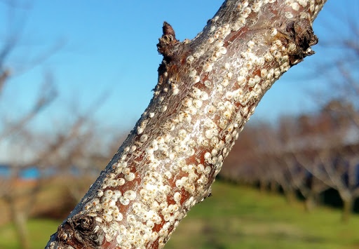 Restauration de l'écorce endommagée d'un pommier : comment traiter les plaies mécaniques et infectieuses