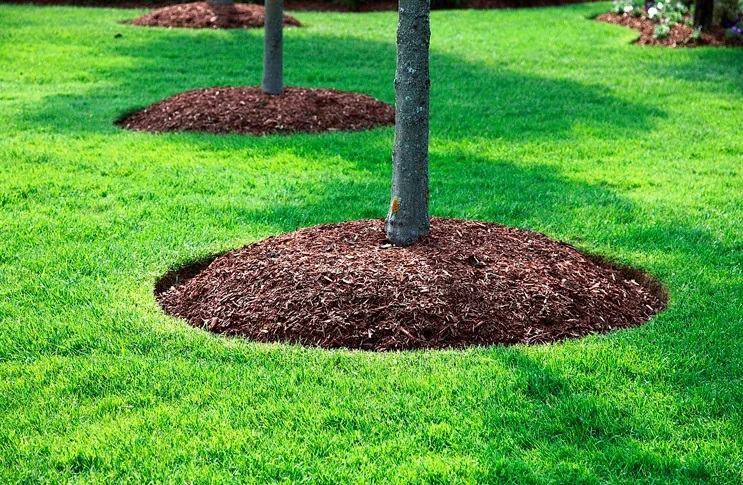 Protéger le jardin : Pailler les pommiers et autres arbres fruitiers