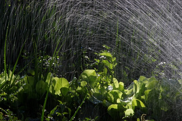 Règles d'arrosage des pommiers : comment arroser après la plantation, pendant la floraison, la fructification et en hiver