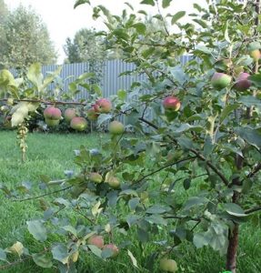 Pommier Nastenka : caractéristiques de la variété et entretien