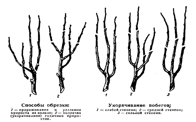 Comment tailler un pommier en automne : schéma de taille, période et conseils pour les débutants