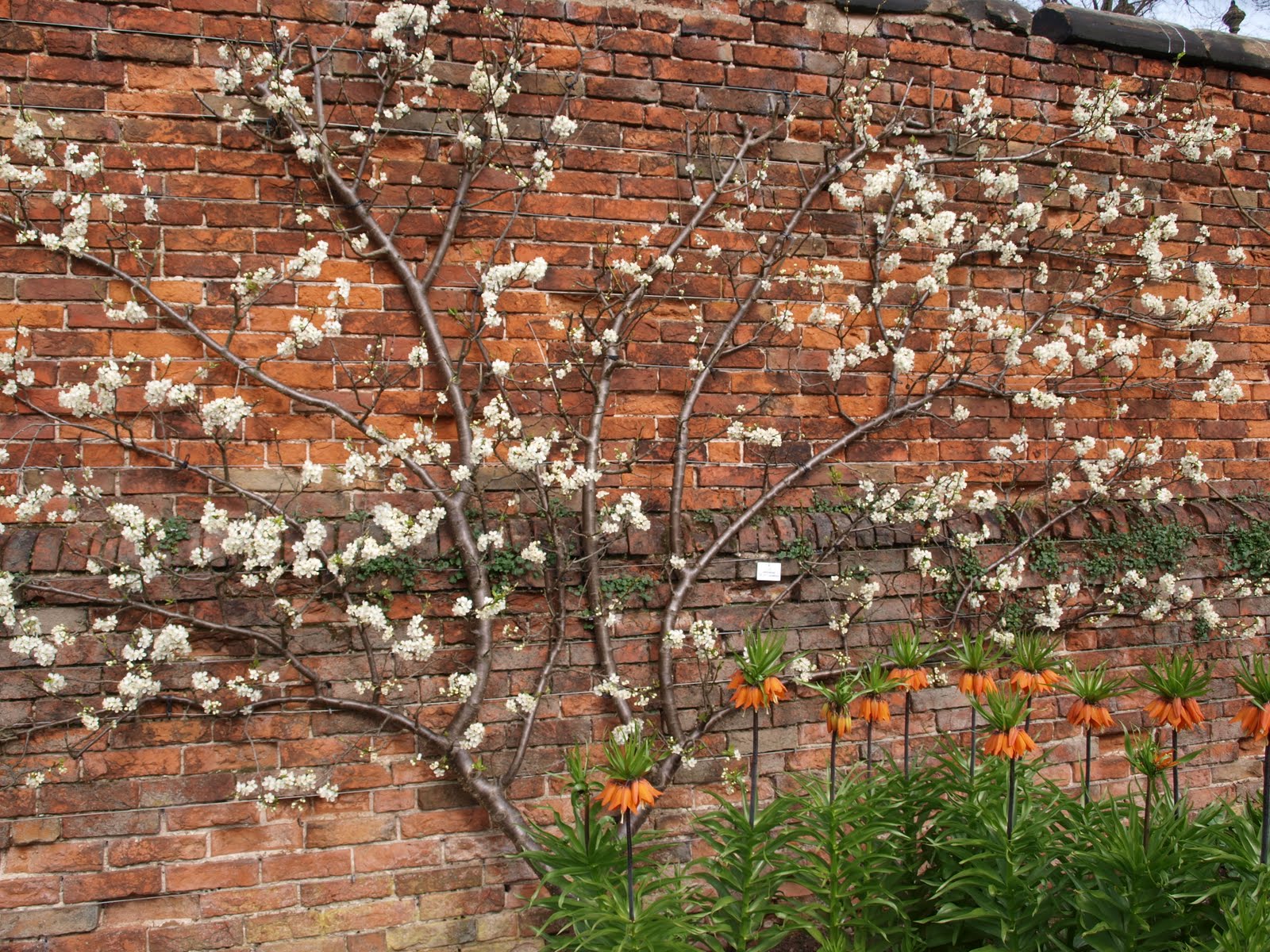 La taille appropriée des pommiers au printemps : techniques et conseils pour les débutants