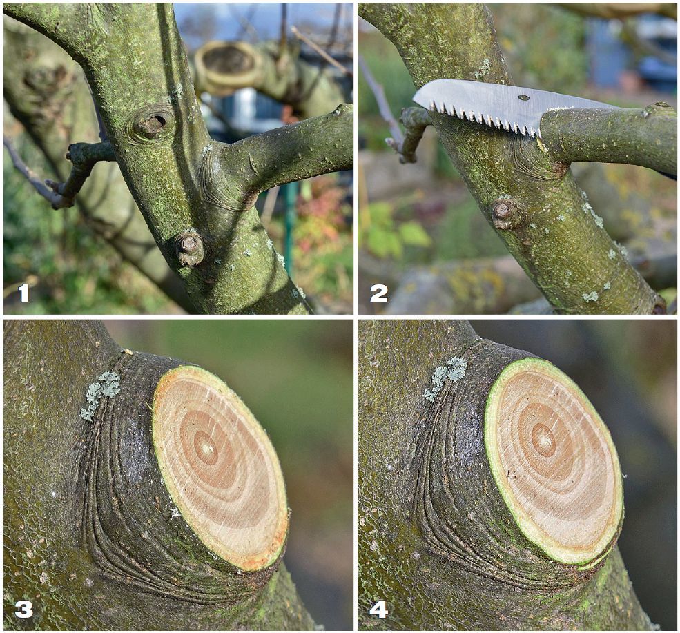 La taille appropriée des pommiers au printemps : techniques et conseils pour les débutants