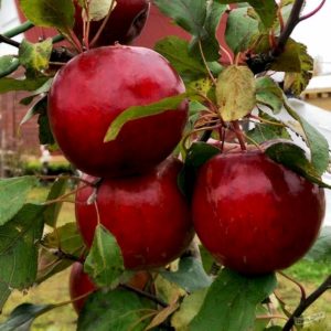 Pommier Pospekh : caractéristiques de la variété et entretien