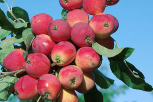 Pommier Bellefleur-Kitayka : caractéristiques de la variété et entretien