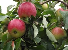 Pommier Terentyevka : caractéristiques de la variété et entretien