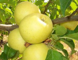 Pommier Arkad : caractéristiques de la variété et entretien