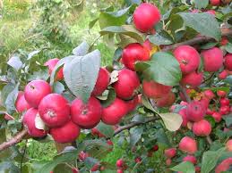 Pommier Altai Rumyanoe : caractéristiques de la variété et entretien