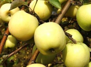 Pommier Cadeau d'automne : caractéristiques de la variété et entretien