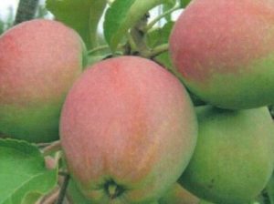 Pommier Northern Sinap : caractéristiques de la variété et entretien