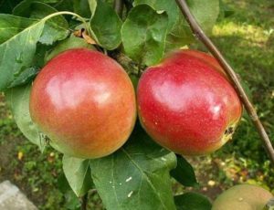 Pommier Quinti : caractéristiques de la variété et entretien