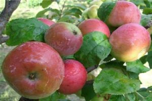 Pommier Nastenka : caractéristiques de la variété et entretien