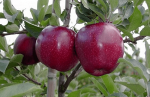 Pommier Black Prince : Variété et conseils d’entretien