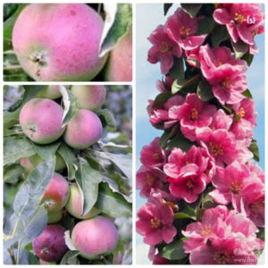 Pommier Carmelita : caractéristiques de la variété et entretien