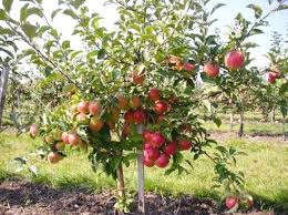 Pommier Braeburn : caractéristiques de la variété et entretien