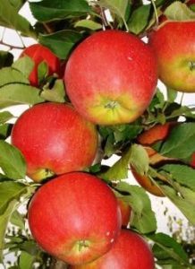 Pommier Daria : caractéristiques de la variété et entretien