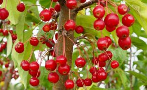 Pommier Yagodnaya : caractéristiques de la variété et entretien