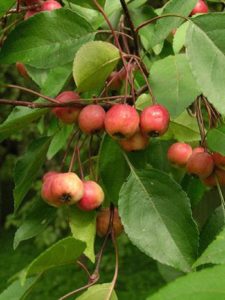 Pommier de Mandchourie : caractéristiques de la variété et entretien