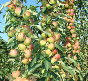 Pommier Cheburashka : caractéristiques de la variété et entretien