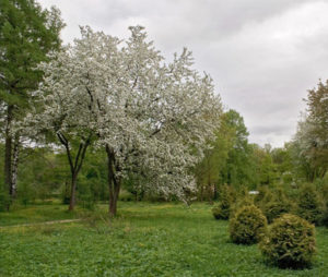 Pommier de Mandchourie : caractéristiques de la variété et entretien