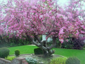Pommier à floraison abondante : caractéristiques de la variété et entretien