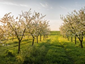 Pommier Arkad : caractéristiques de la variété et entretien