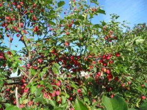 Pommier Altai Rumyanoe : caractéristiques de la variété et entretien