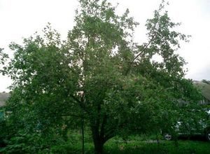 Pommier Northern Sinap : caractéristiques de la variété et entretien