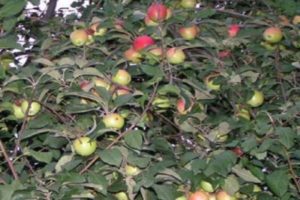 Pommier Quinti : caractéristiques de la variété et entretien